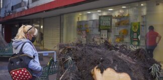 Fue dada de alta lesionada por caída del árbol, informa Eduardo Rivera
