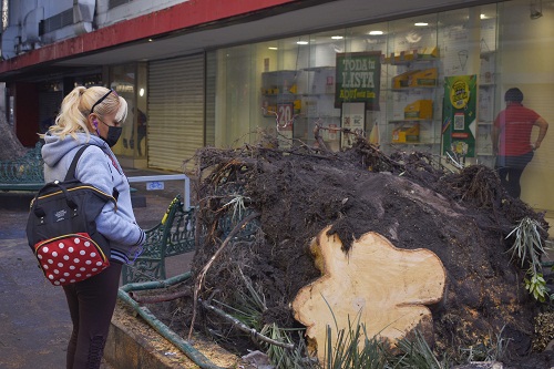 arbol-calle-5-de-mayo-532989