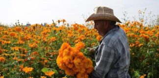 San Pedro Cholula se prepara para cosecha de flores de Día de Muertos
