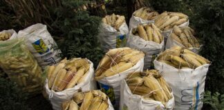 Ofrecerán pueblos originarios muestras gastronómicas de milpa: Cultura