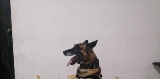 Tras revisiones en centros penitenciarios, oficiales caninos detectan droga: SSP