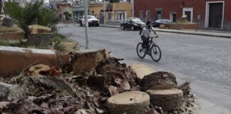 En dos meses se sustituirán palmeras de El Alto
