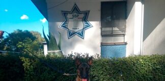 Asegura Policía Estatal aparente droga en Centro Penitenciario Puebla