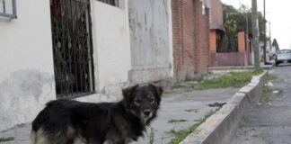 Sin maltrato animal, pero con población canina en San Andrés Cholula