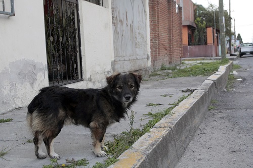 perros-398098