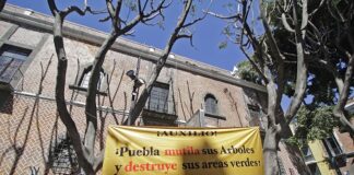 Piden ambientalistas frenar la poda indiscriminada de árboles