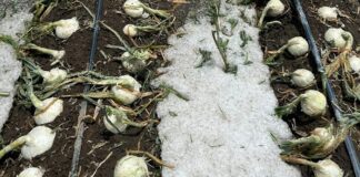 Gobierno estatal apoya a productores afectados por lluvias