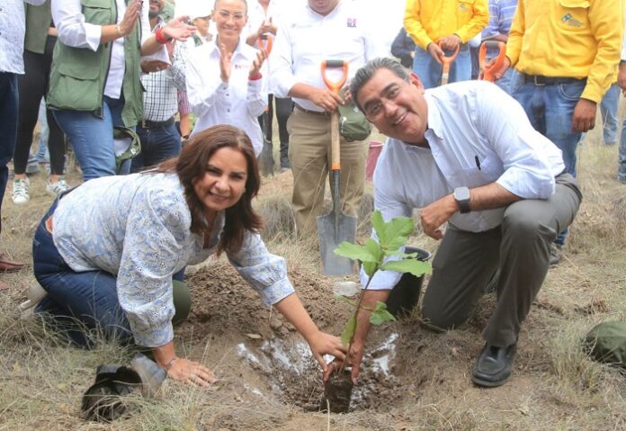 fotos GOB SS CP PROGRAMA DE REFORESTACIÓN 280623 (2)