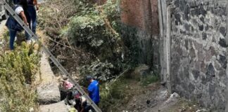 Bomberos y Control Canino de Cuautlancingo rescatan a perrita que cayó en barranca