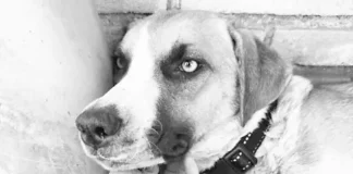 Por lo menos hay tres denuncias ante la FGE por el caso de la perrita “Chichi”