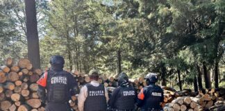 Puebla y Tlaxcala aseguran más de 200 troncos de madera ilegal en La Malinche