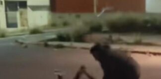 SSP asegura a elemento activo por agresión a mujer en La Calera; inicia proceso legal y administrativo