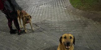 Bienestar Animal y municipios trabajan para proteger a seres sintientes