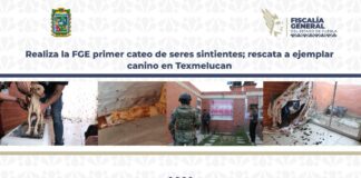 Realiza la FGE primer cateo de seres sintientes; rescata ejemplar canino en Texmelucan