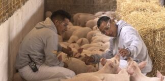 El Bienestar Animal, fundamental en procesos productivos de Altosano-Granjas Carroll