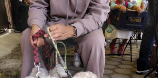 Acerca Gobierno de la Ciudad servicios de bienestar animal a colonias del municipio