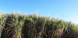 Hay mínimos reportes de plaga en caña de Atencingo: CNPR
