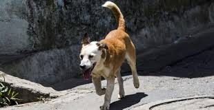 Maltrato animal constante en Puebla, en medio de campañas para frenarla