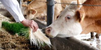 Altosano Granjas Carroll capacita para alimentar a pequeñas especies en el estiaje