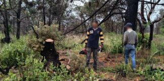 Frenan tala ilegal en Zacatlán durante operativo nacional; Profepa asegura 4 mil m³ de madera