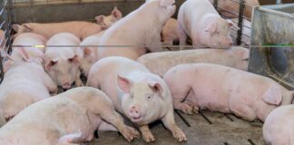 Gana Altosano Granjas Carroll Premio ROI Award 2026 en Smithfield Foods