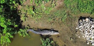 Capitanía emite alerta por cocodrilo en Valsequillo; suspenden nado y navegación