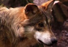 México guarda silencio ante la ofensiva de Trump contra el lobo mexicano