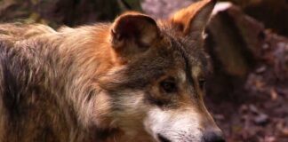México guarda silencio ante la ofensiva de Trump contra el lobo mexicano