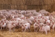 Altosano-Granjas Carroll 7 años con certificación por Bienestar Animal